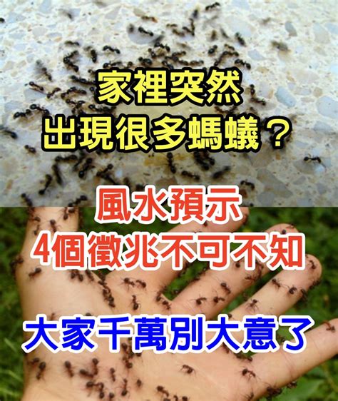 家裡有螞蟻 風水|家裡突然出現很多螞蟻？風水預示「4個徵兆不可不知」 大家千萬。